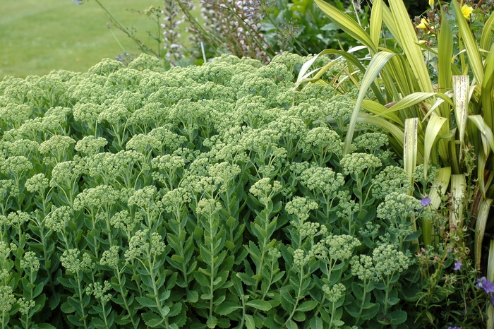 Hybrid Stonecrop - Sedum hybrid 'Autumn Joy' from Green Barn Garden Center