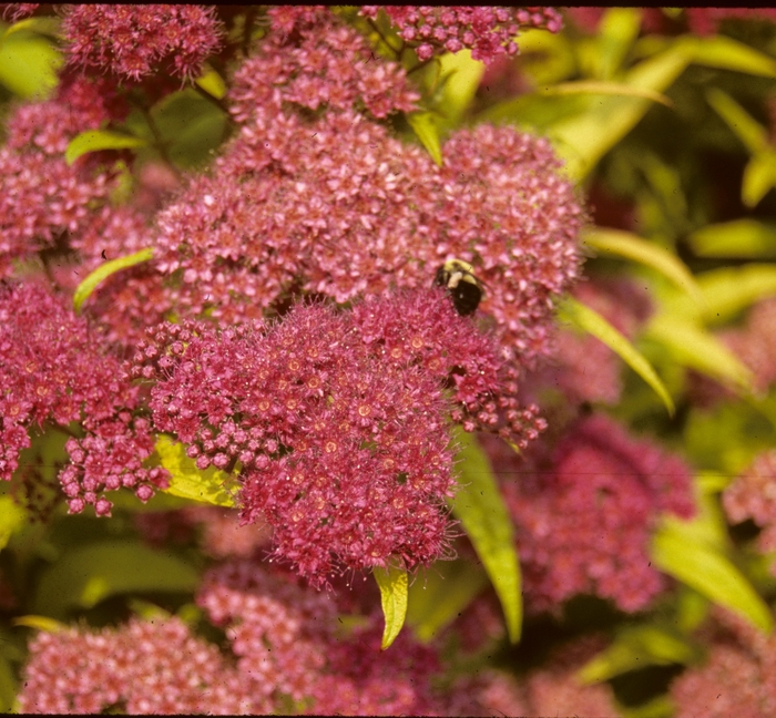 Gold Flame Spirea - Spiraea x bumalda 'Gold Flame' from Green Barn Garden Center