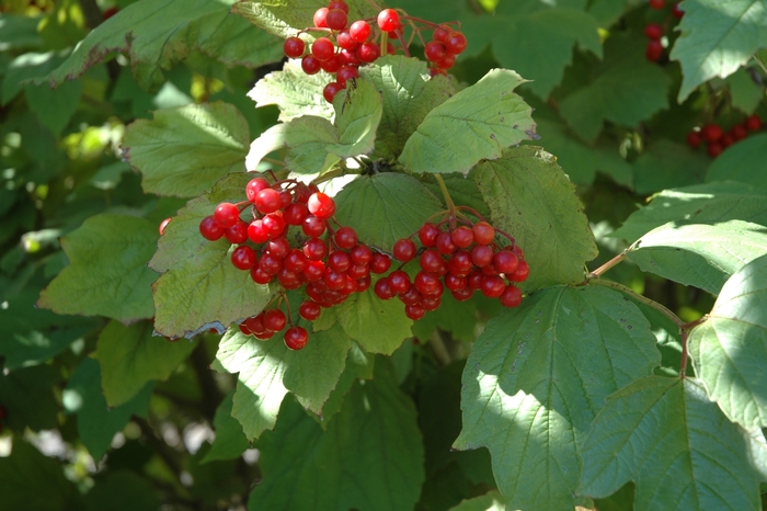 American Cranberry Viburnum - Viburnum trilobum from Green Barn Garden Center American Cranberry Viburnum - Viburnum trilobum from Green Barn Garden Center