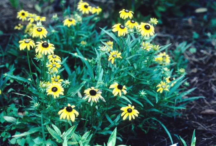 Black-eyed Susan - Rudbeckia fulgida 'Viette's Dwarf' from Green Barn Garden Center