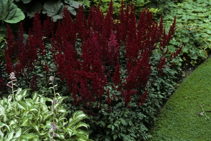 False Spirea - Astilbe japonica 'Montgomery' from Green Barn Garden Center