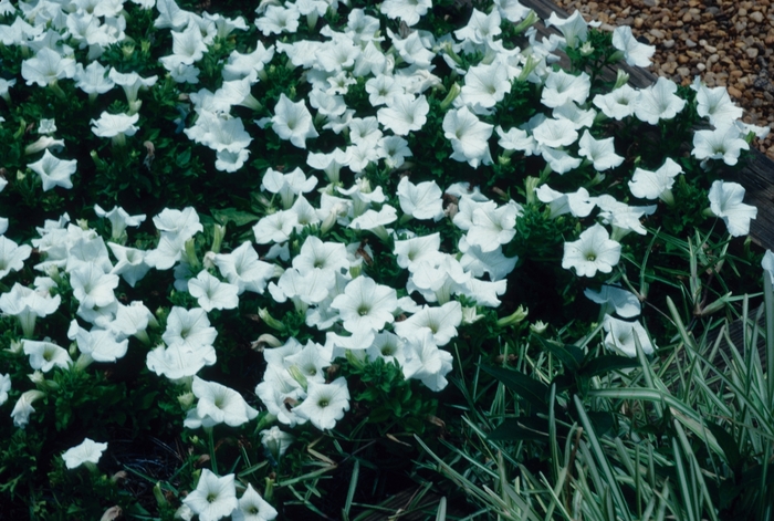 Petunia - Surfinia® White from Green Barn Garden Center