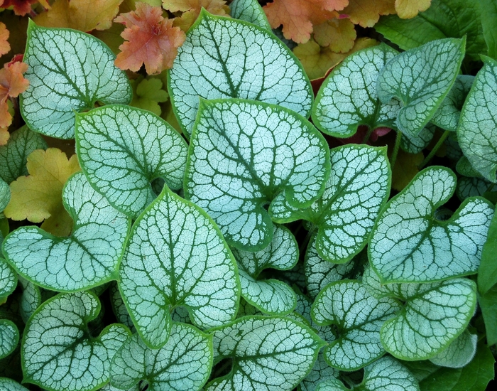 Siberian Bugloss - Brunnera macrophylla 'Jack Frost' from Green Barn Garden Center