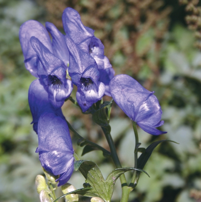 Monkshood - Aconitum fischeri from Green Barn Garden Center