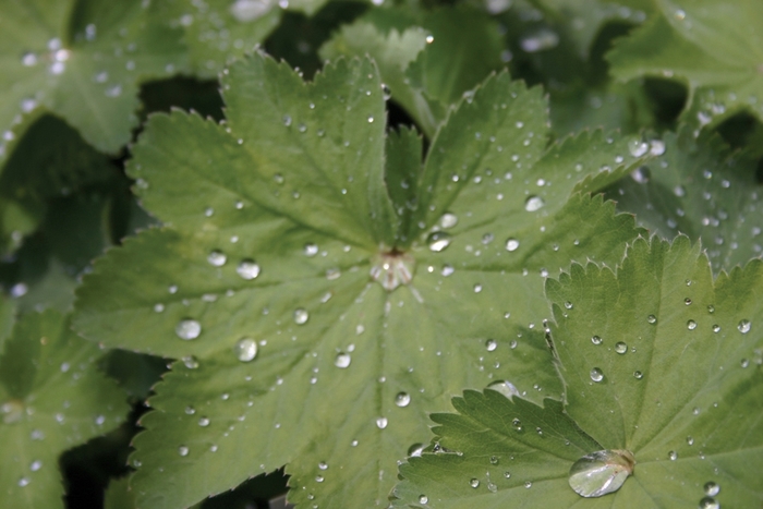 Lady's Mantle - Alchemilla mollis from Green Barn Garden Center