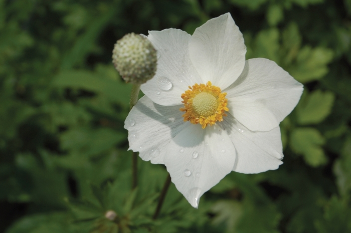 Snowdrop Windflower - Anemone sylvestris from Green Barn Garden Center