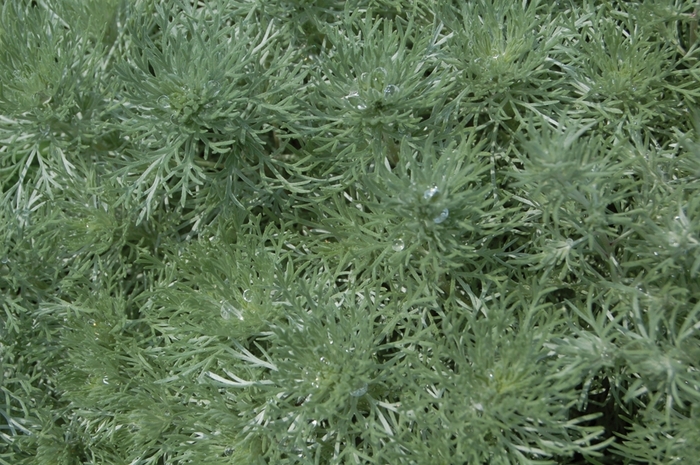 Silver Mound - Artemesia schmidtiana 'Nana' from Green Barn Garden Center