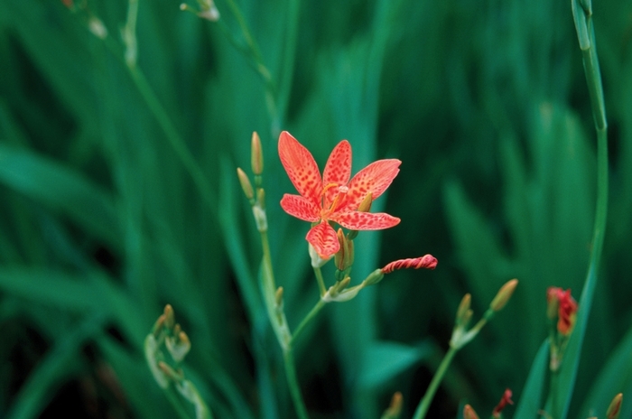 Blackberry Lily - Belamcanda chinensis from Green Barn Garden Center