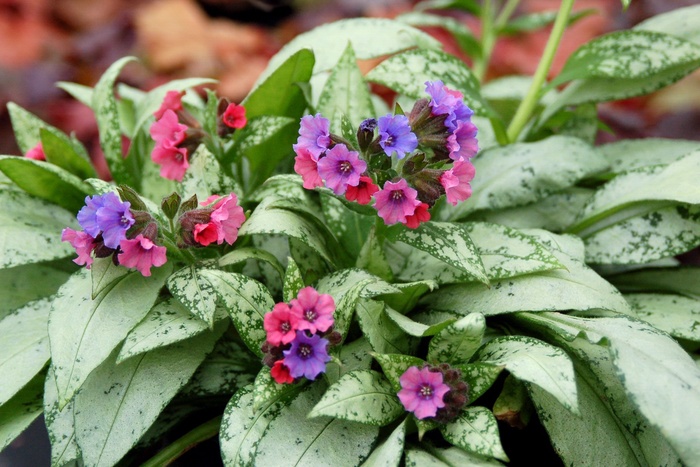 Lungwort - Pulmonaria 'Silver Bouquet' from Green Barn Garden Center