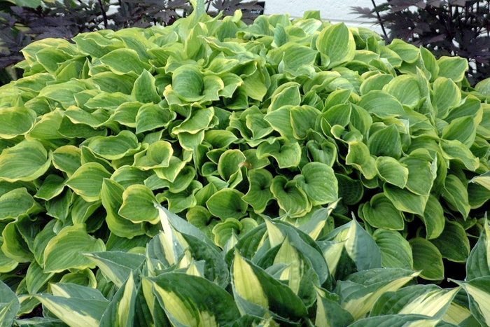 Plantain Lily - Hosta 'Golden Tiara' from Green Barn Garden Center
