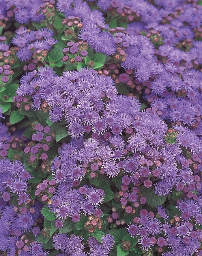 Artist® Alto Blue - Ageratum hybrid 'Artist Blue' from Green Barn Garden Center