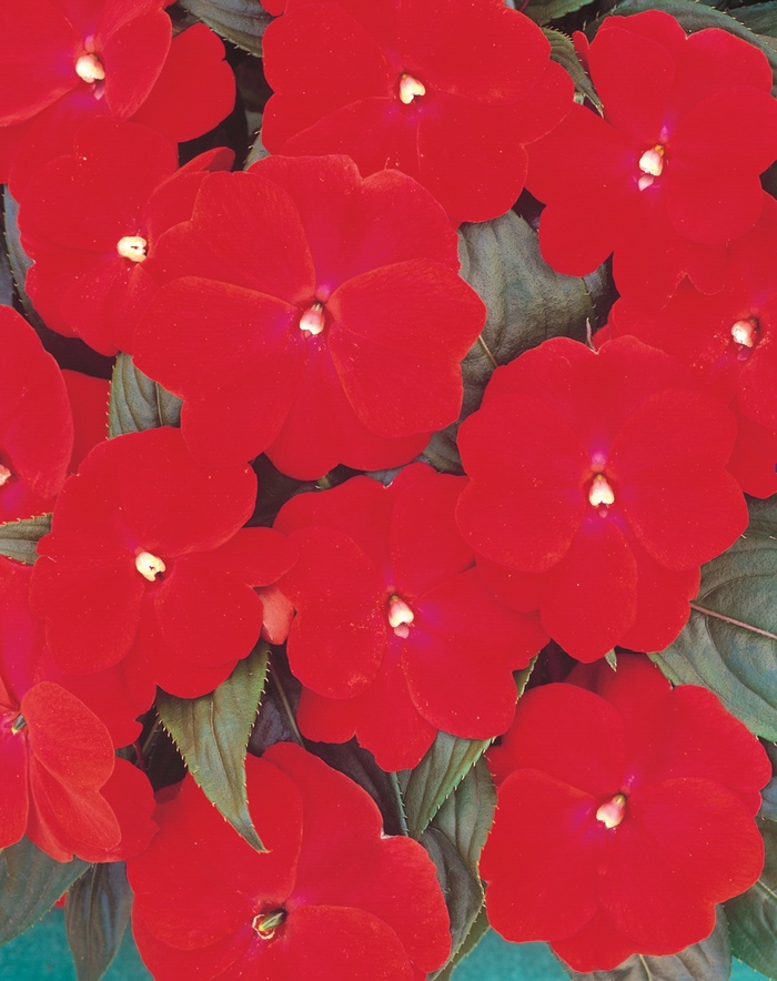 Clockwork™ Red - Impatiens hawkeri from Green Barn Garden Center