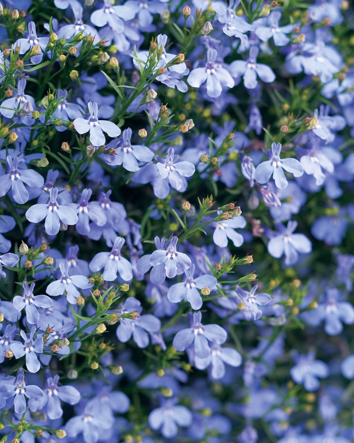 Laguna™ Sky Blue - Lobelia erinus from Green Barn Garden Center