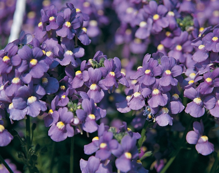Bluebird - Nemesia fruticans from Green Barn Garden Center Bluebird - Nemesia fruticans from Green Barn Garden Center
