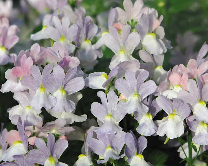 Opal Innocence® - Nemesia fruticans from Green Barn Garden Center