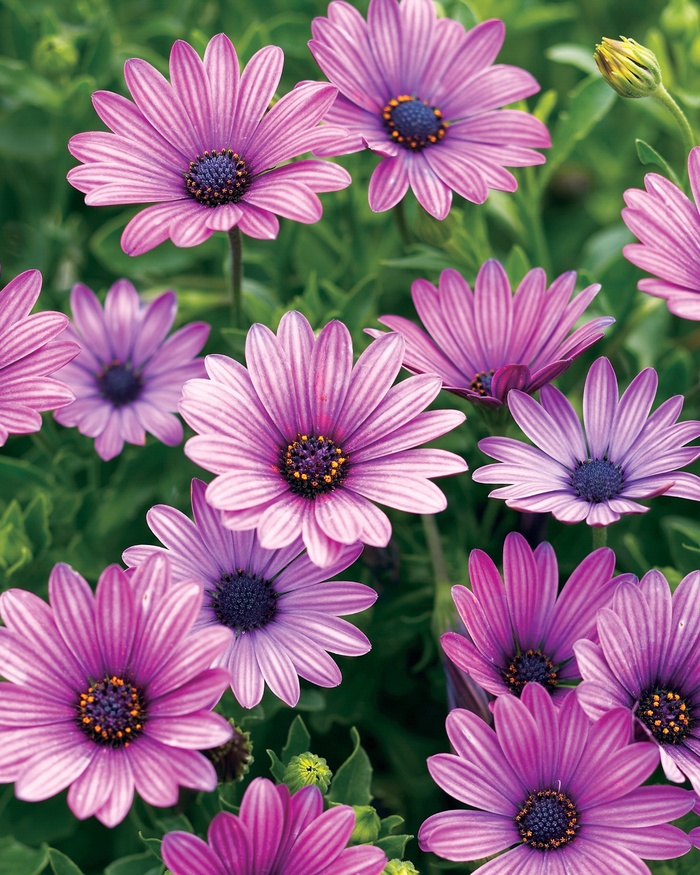 Soprano® Purple - Osteospermum hybrid from Green Barn Garden Center