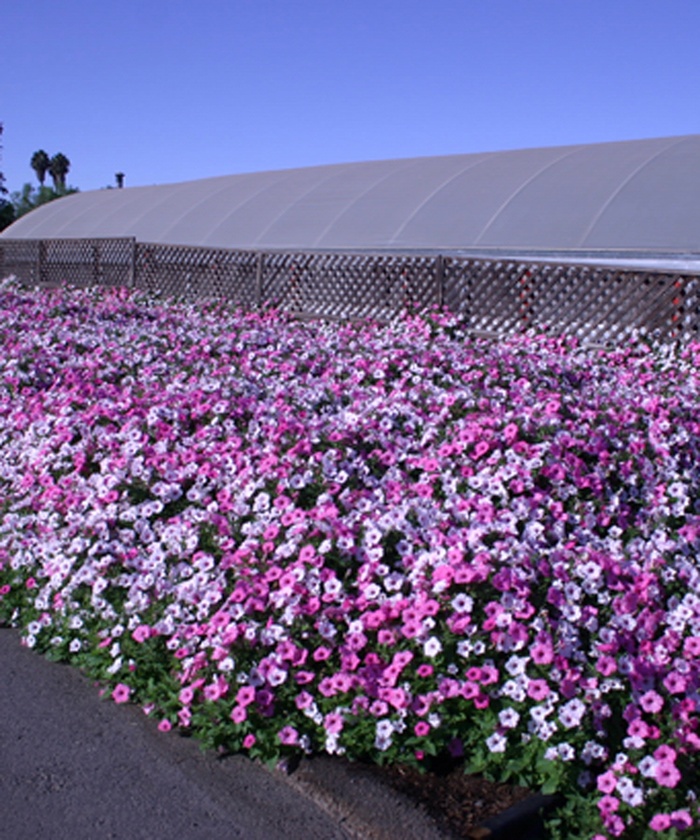 Petunia - Petunia hybrid 'Supertunia ® Vista Silverberry' from Green Barn Garden Center