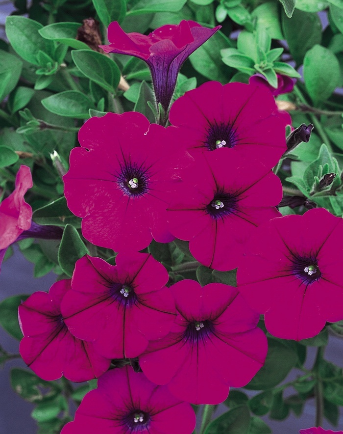 Supertunia® Mini Purple - Petunia hybrid from Green Barn Garden Center