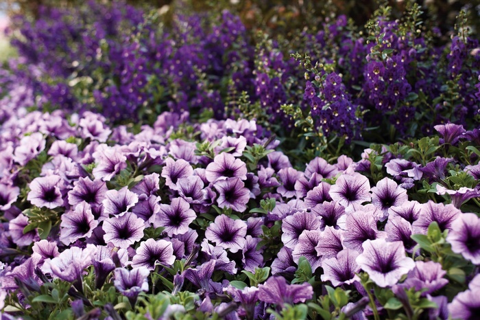 Supertunia Bordeaux - Petunia 'Supertunia Bordeaux' from Green Barn Garden Center