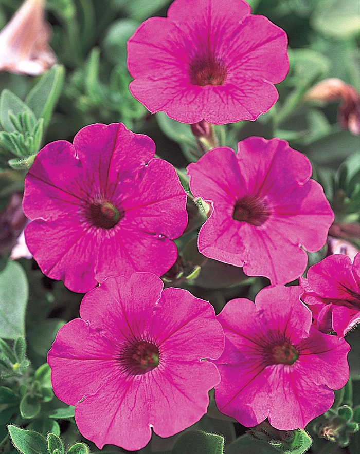 Supertunia® Mini Bright Pink - Petunia hybrid from Green Barn Garden Center