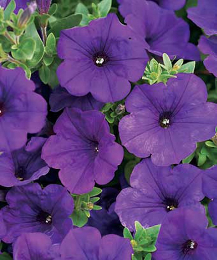 Supertunia® Royal Velvet™ - Petunia hybrid from Green Barn Garden Center