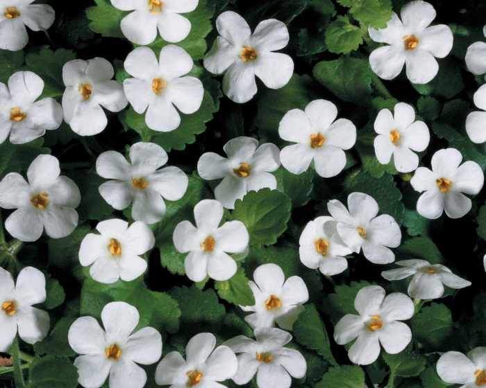 Snowstorm® Giant Snowflake - Sutera 'Bacopa' from Green Barn Garden Center