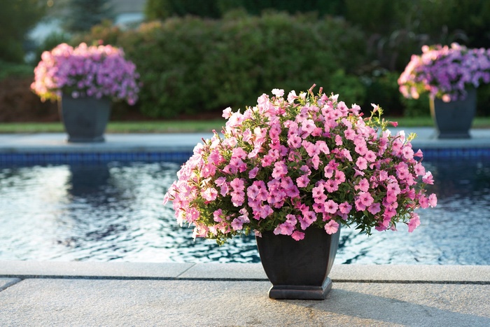 Supertunia® Vista Bubblegum - Petunia hybrid from Green Barn Garden Center