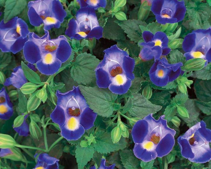  Midnight Blue - Torenia 'Wishbone Flower' from Green Barn Garden Center