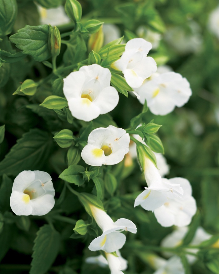 Catalina® White Linen - Torenia 'Wishbone Flower' from Green Barn Garden Center