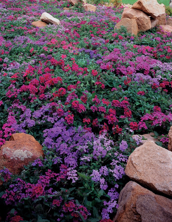  Purple - Verbena hybrid from Green Barn Garden Center