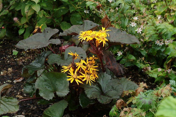 Bigleaf Goldenray - Ligularia dentata 'Britt Marie Crawford' from Green Barn Garden Center Bigleaf Goldenray - Ligularia dentata 'Britt Marie Crawford' from Green Barn Garden Center