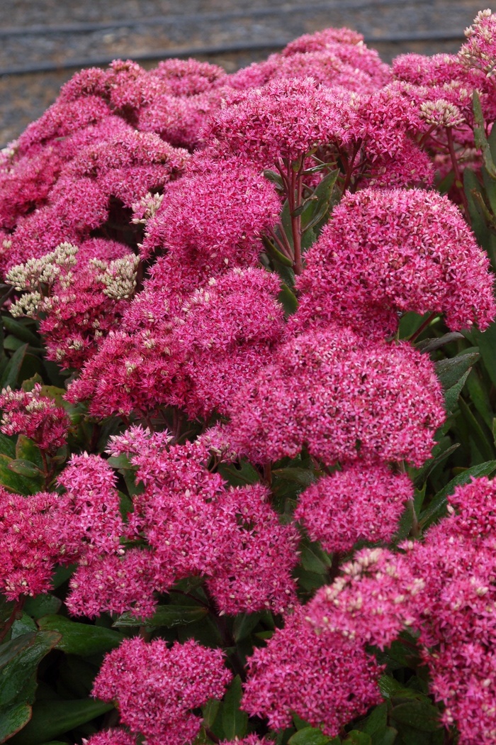 Mr Goodbud Sedum - Sedum 'Mr Goodbud' from Green Barn Garden Center