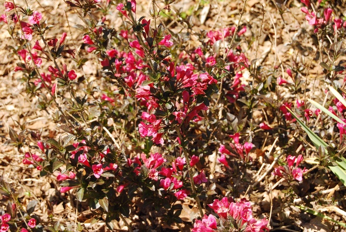 Weigela florida 'Tango' - Weigela florida 'Tango' from Green Barn Garden Center