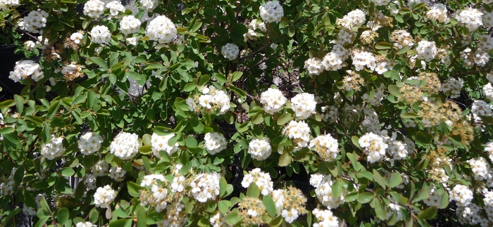 Bridal Wreath Spirea - Spiraea prunifolia from Green Barn Garden Center