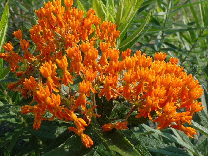 Butterfly Milkweed - Asclepias tuberosa from Green Barn Garden Center