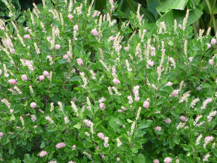 Summersweet - Clethra alnifolia 'Ruby Spice' from Green Barn Garden Center