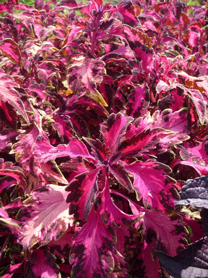 Coleus 'Carnival' - Solenostemon scutalleriodes 'Carnival' from Green Barn Garden Center