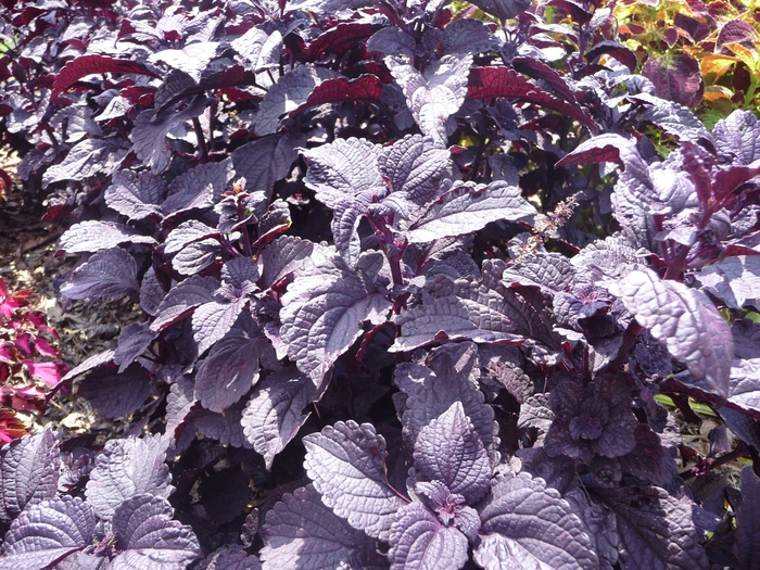 ColorBlaze™ Dark Star - Solenostemon scutellarioides 'Coleus' from Green Barn Garden Center