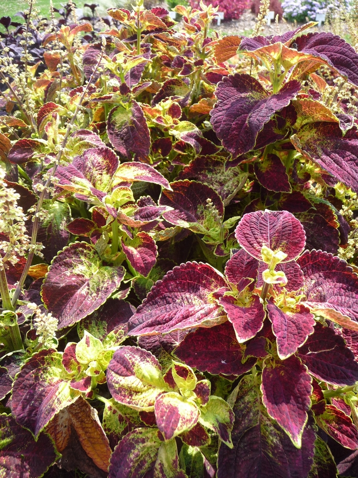 ColorBlaze™ Dipt in Wine - Solenostemon scutellarioides 'Coleus' from Green Barn Garden Center