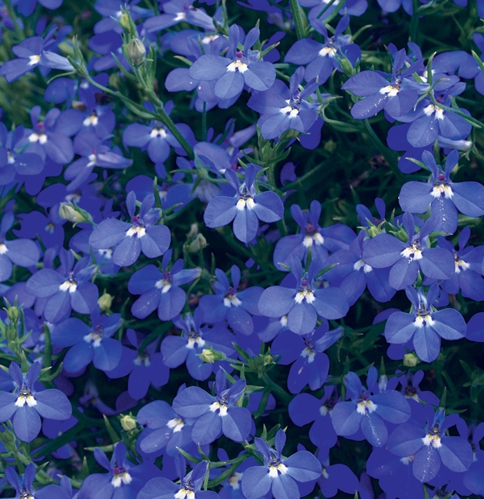 Laguna® Dark Blue - Lobelia erinus 'Laguna Dark Blue' from Green Barn Garden Center