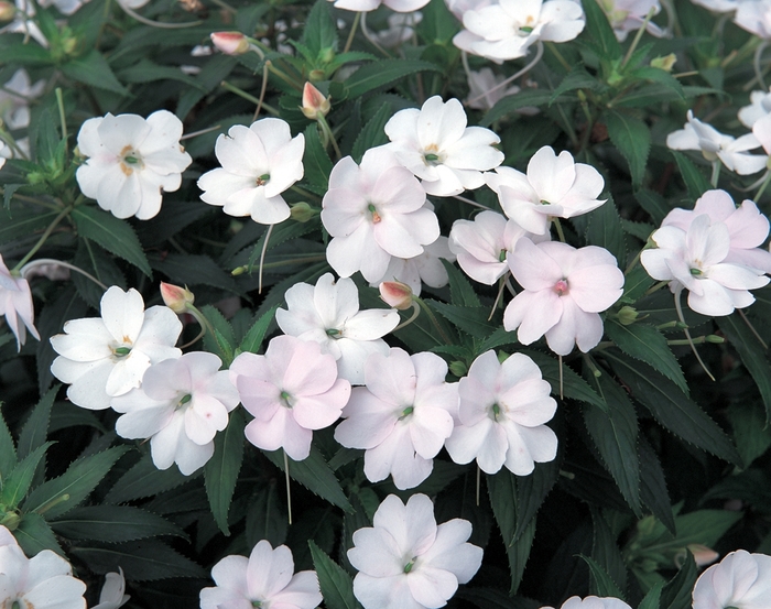 SunPatiens® Vigorous White - IMPATIENS for the SUN from Green Barn Garden Center