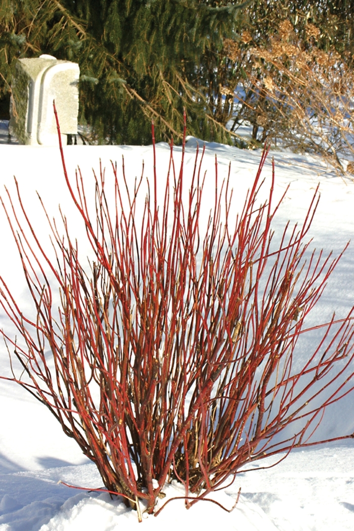 Red-Osier Dogwood - Cornus stolonifera 'Arctic Fire' from Green Barn Garden Center