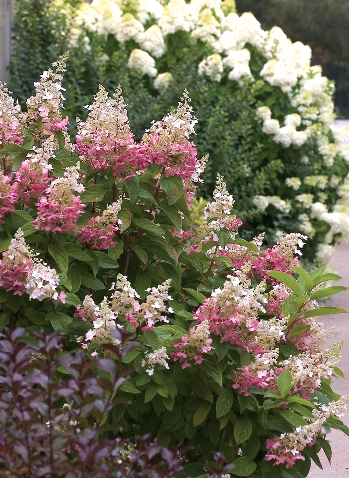 Hydrangea - Hydrangea paniculata 'Pinky Winky™' from Green Barn Garden Center