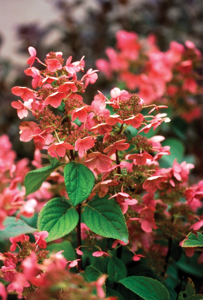 Hardy Hydrangea - Quick Fire® Hydrangea from Green Barn Garden Center