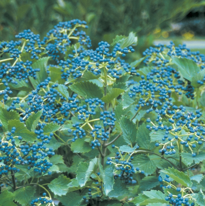 Arrowwood Viburnum - Viburnum dentatum 'Blue Muffin' from Green Barn Garden Center