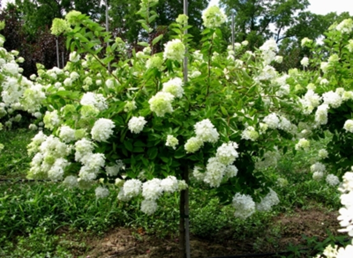 Pee Gee Hydrangea - Hydrangea paniculata ''Grandiflora'' from Green Barn Garden Center