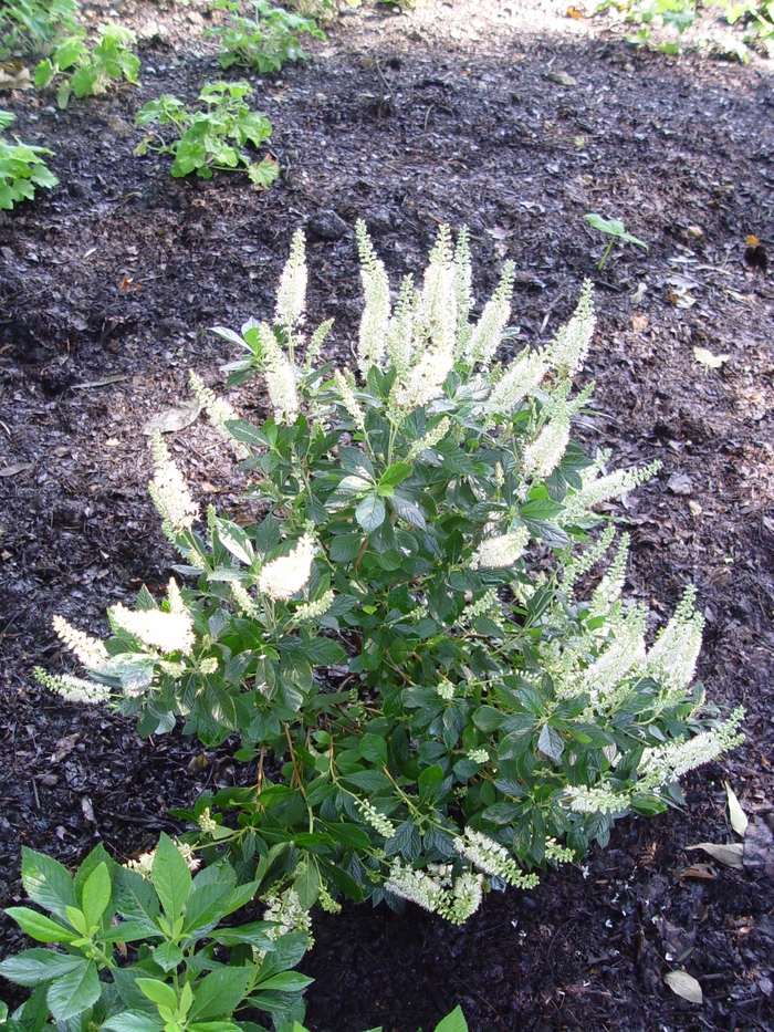 Summersweet - Clethra alnifolia 'Hummingbird' from Green Barn Garden Center