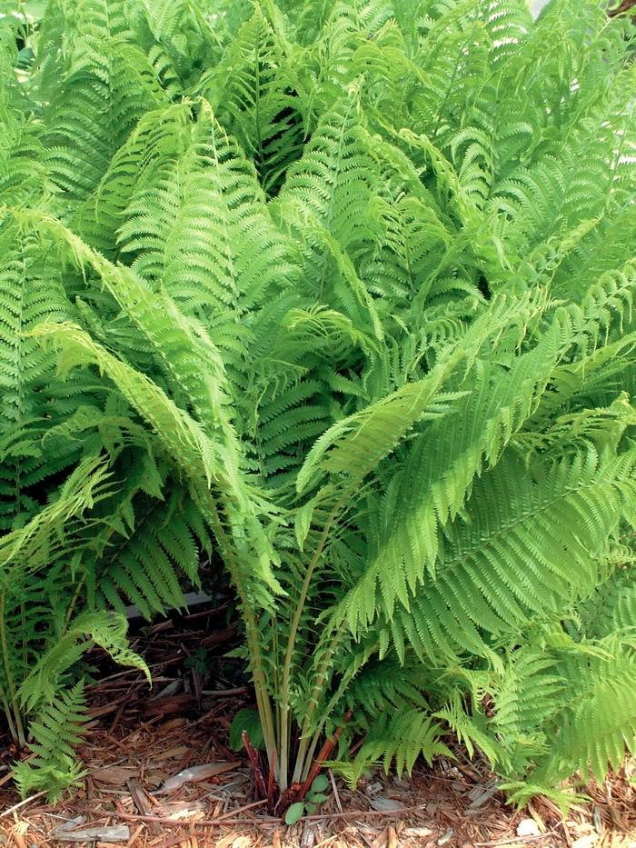 Fern-Ostrich - Matteuccia struthiopteris from Green Barn Garden Center