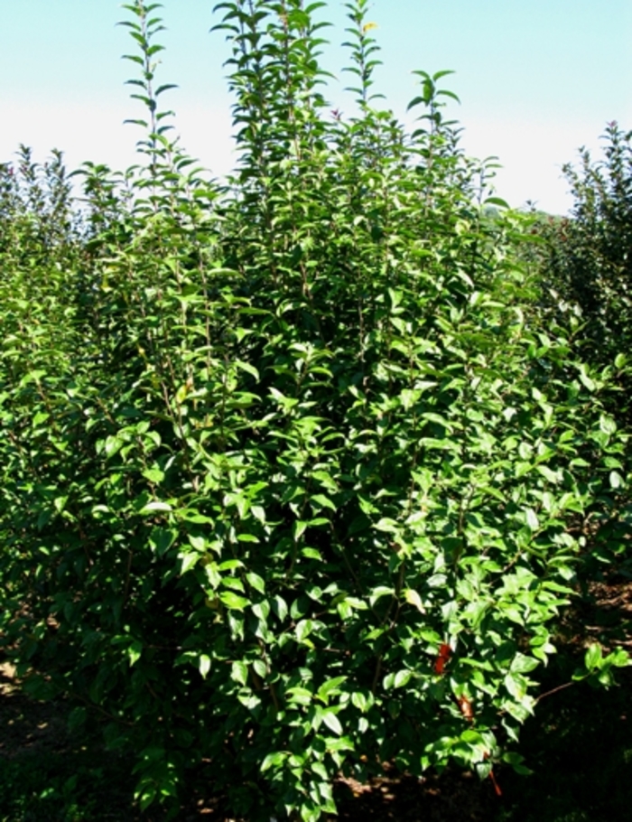 Flowering Crabapple - Malus 'Snowdrfit' from Green Barn Garden Center