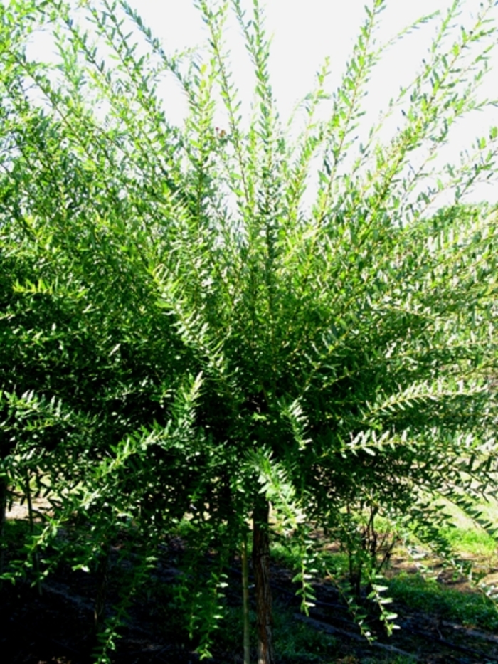 Dappled Willow - Salix integra 'Hakuro Nishiki' from Green Barn Garden Center